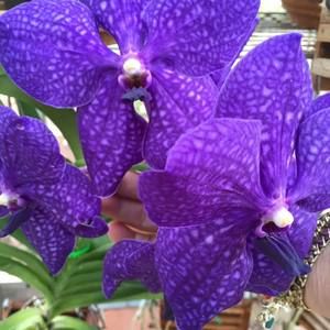 Meet your Posher, Melanie